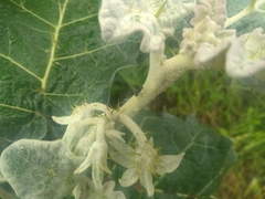 Solanum marginatum