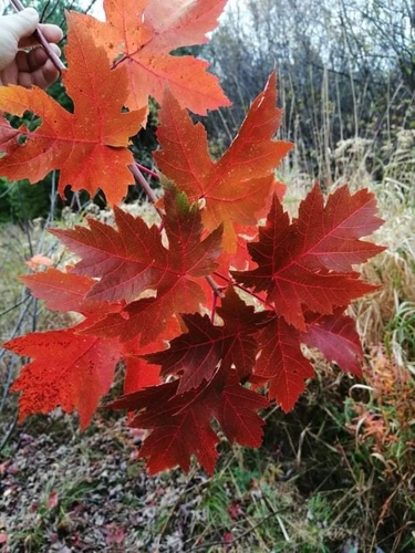 Acer X freemanii