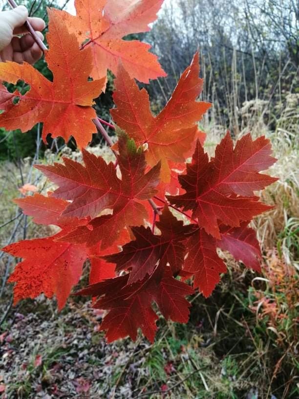 Acer X freemanii