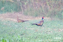 Phasianus colchicus formosanus