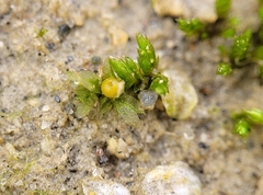 Physcomitrium patens