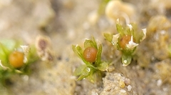 Physcomitrium patens