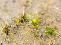 Physcomitrium patens