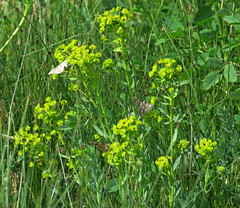 Euphorbia stricta