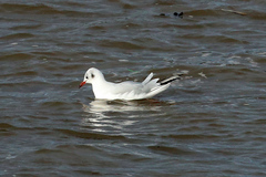 Chroicocephalus ridibundus