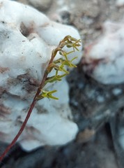 Holothrix exilis