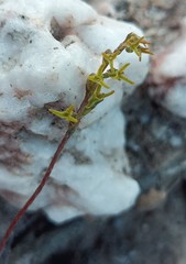 Holothrix exilis