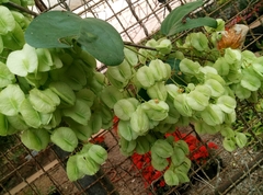 Aspidopterys tomentosa