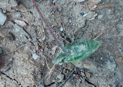 Holothrix exilis