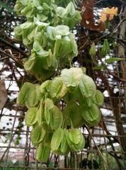 Aspidopterys tomentosa