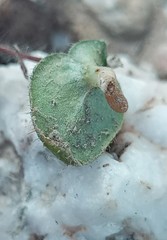 Holothrix exilis