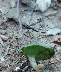Holothrix exilis
