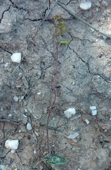 Holothrix exilis
