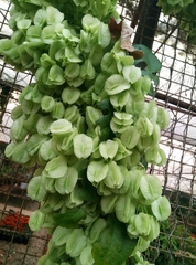 Aspidopterys tomentosa