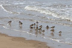 Tringa totanus