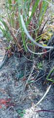 Holothrix exilis
