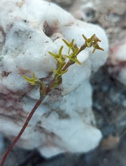 Holothrix exilis