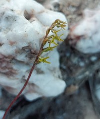 Holothrix exilis