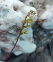 Holothrix exilis