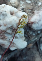 Holothrix exilis