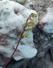 Holothrix exilis