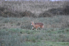 Hydropotes inermis inermis