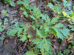 Artemisia princeps