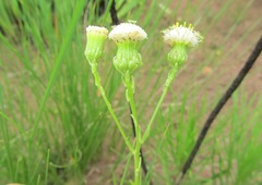 Senecio chrysocoma