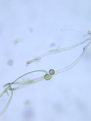 Scyphidia