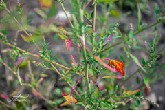 Lipandra polysperma