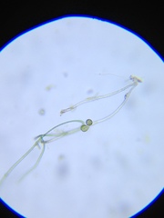 Scyphidia