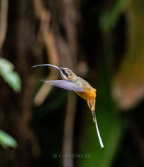 Phaethornis syrmatophorus