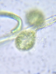 Scyphidia