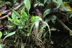 Scaphosepalum
