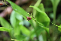 Scaphosepalum