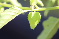 Physalis ampla