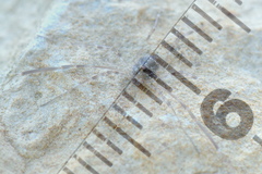 Kalliste pavonum