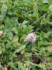 Trifolium pratense