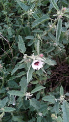 Pavonia