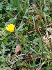 Scorzoneroides autumnalis
