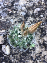 Escobaria missouriensis