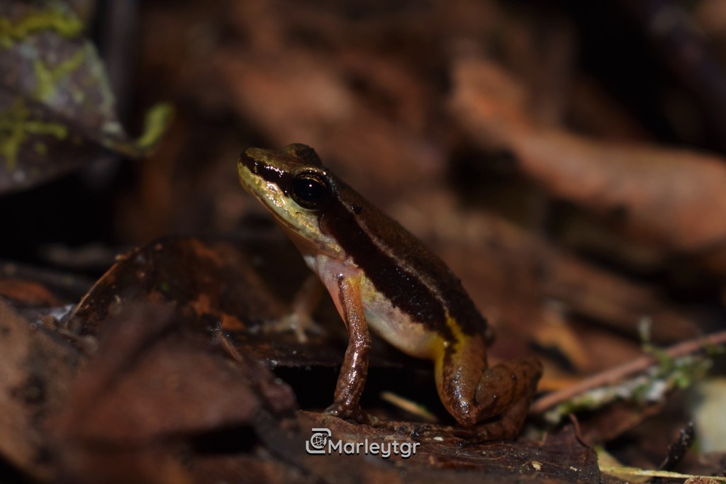 Leucostethus jota