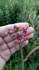 Verbena bonariensis