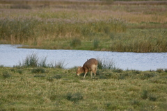 Hydropotes inermis inermis