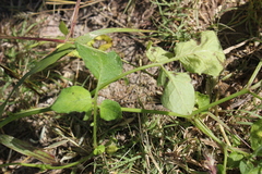 Solanum cardiophyllum
