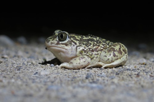 Iberian Spadefoot