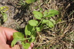 Solanum cardiophyllum