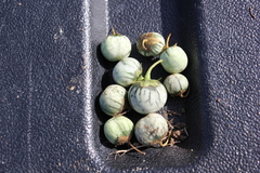 Solanum cardiophyllum