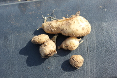 Solanum cardiophyllum