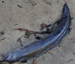 Gymnothorax funebris